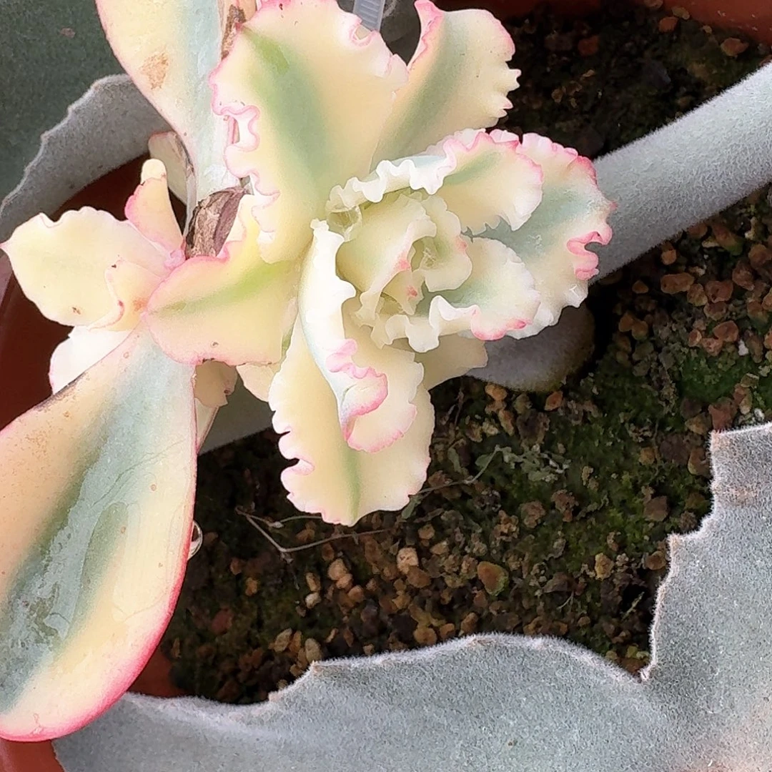 水瓶座锦侧芽多肉