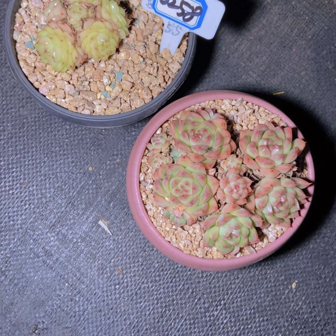 *****0258两颗一组修根