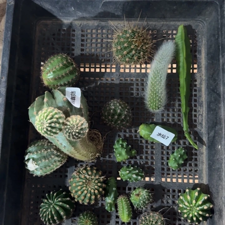 248筐拍无售后无根侧牙斑很小