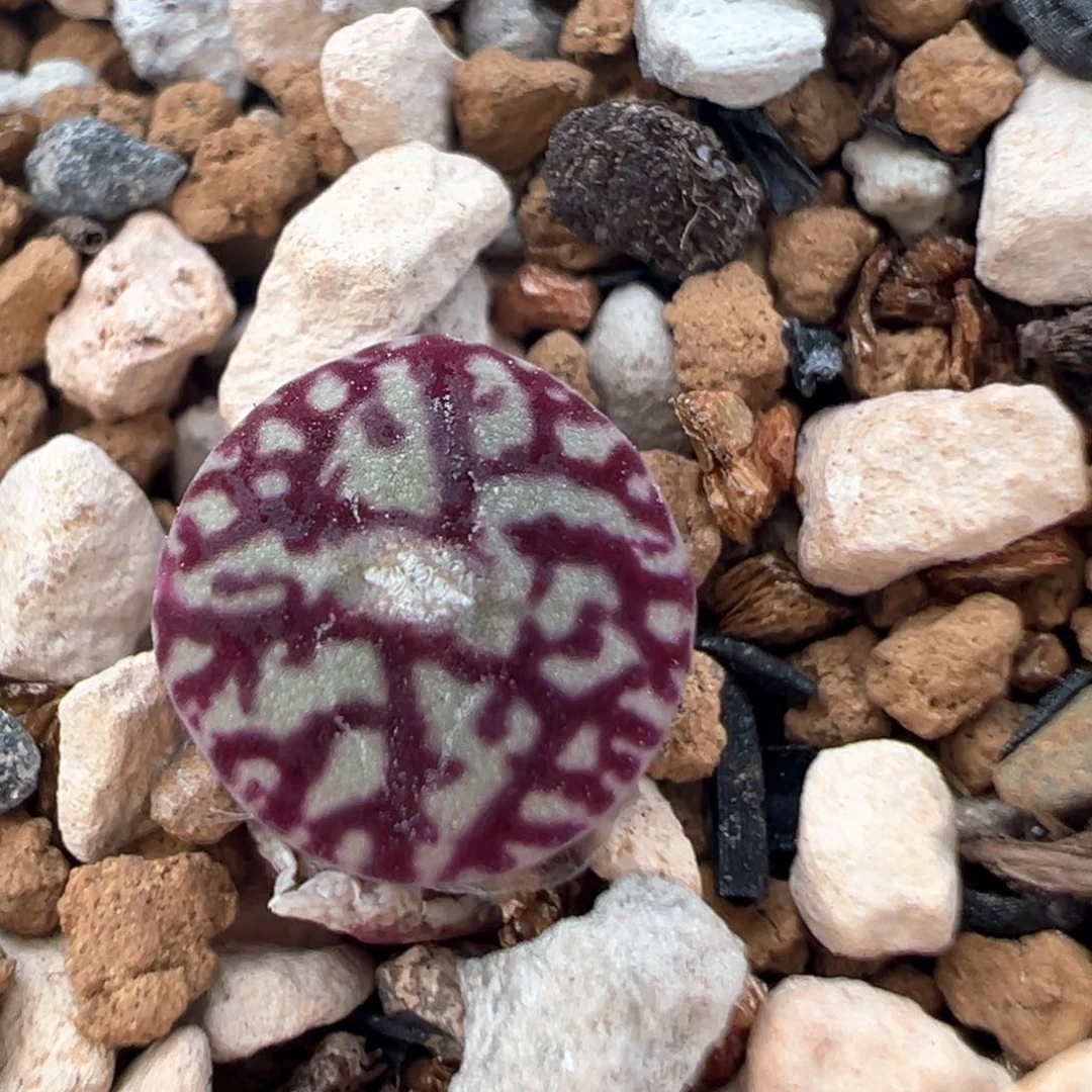 96多肉植物百科知识