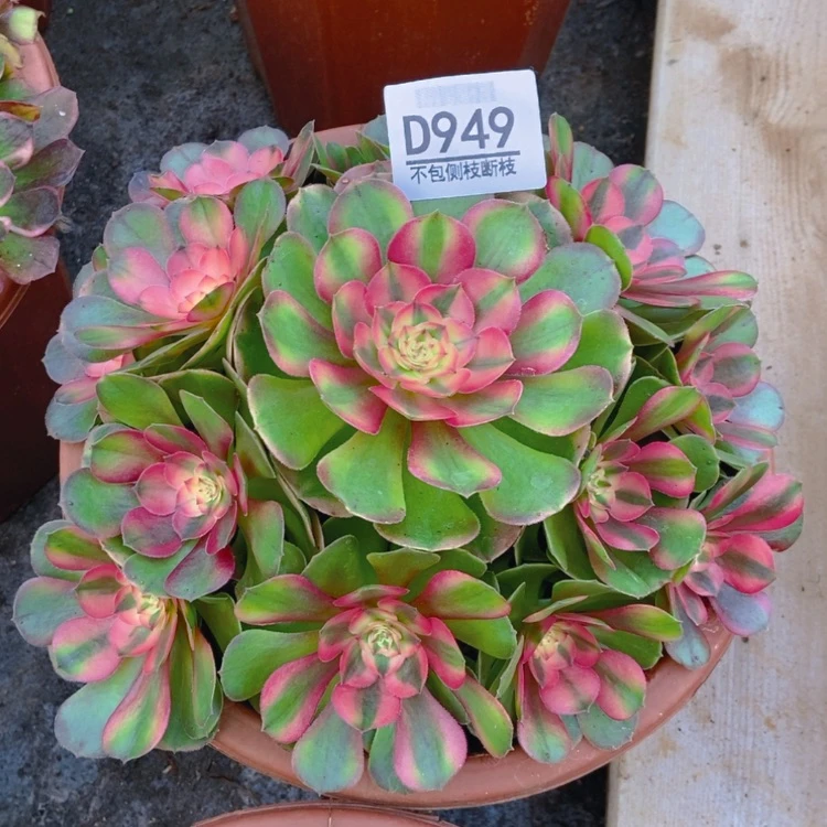 【闪购商品】949荔枝多肉