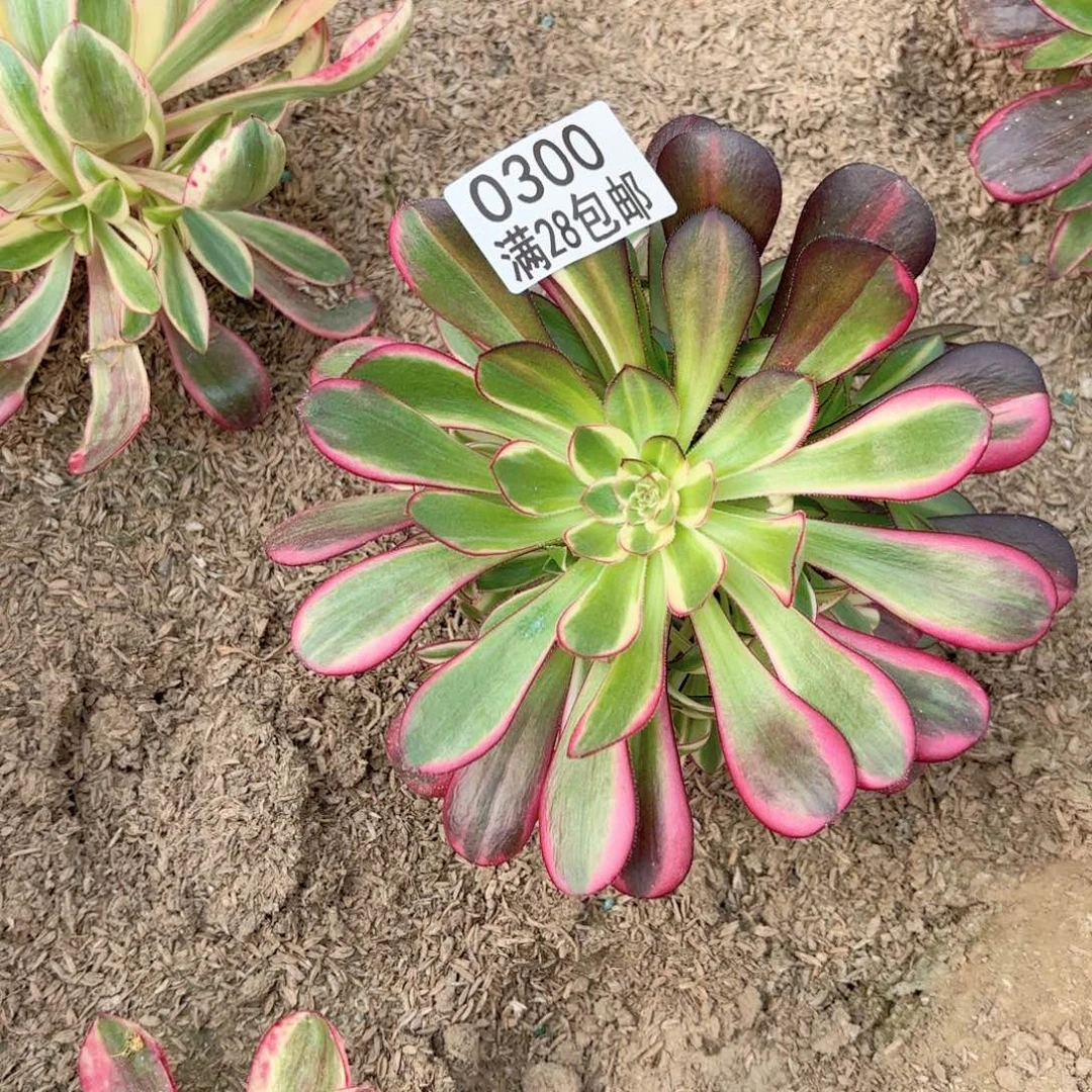 D. 0300冰淇淋花脸多肉