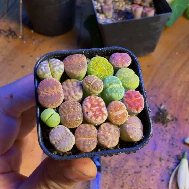 亏本福利来咯4方盆