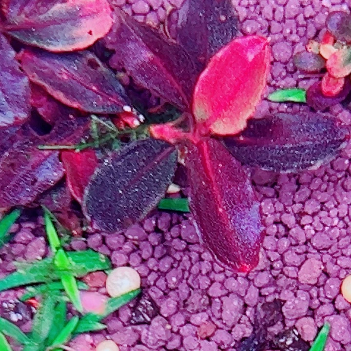 福利78号福利价一头植物（7号缸黑美人