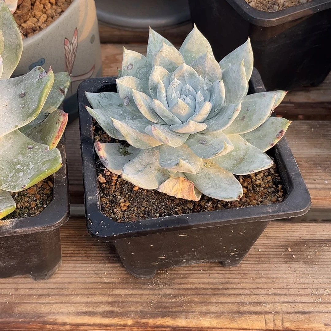 晨溪园艺仙女杯呀