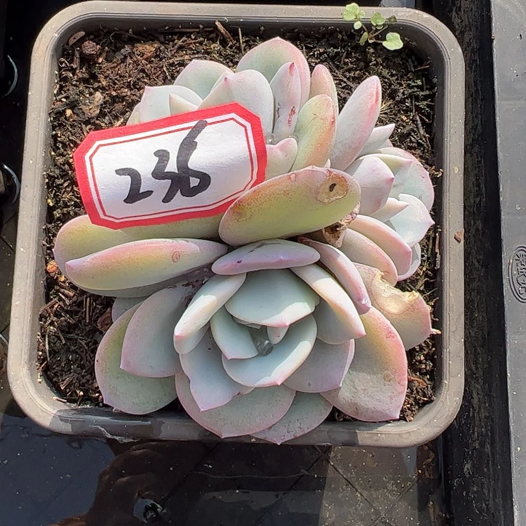 236号奶茶，一物一拍