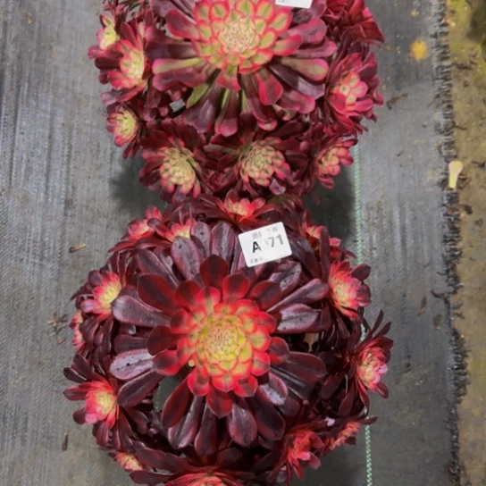 黑同白锦071111111111