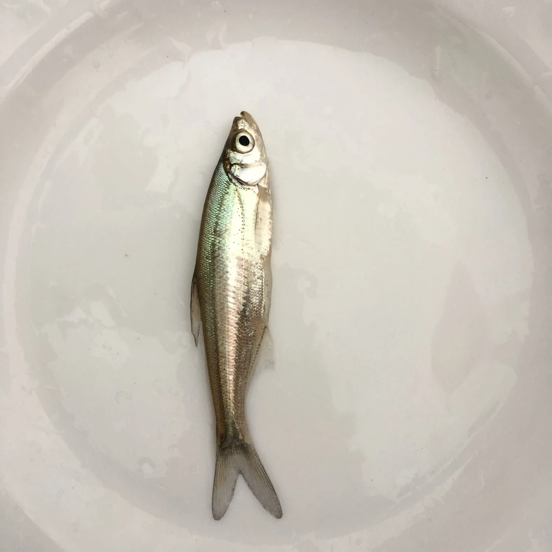 翘嘴红鲌 翘壳 路亚 水族活体