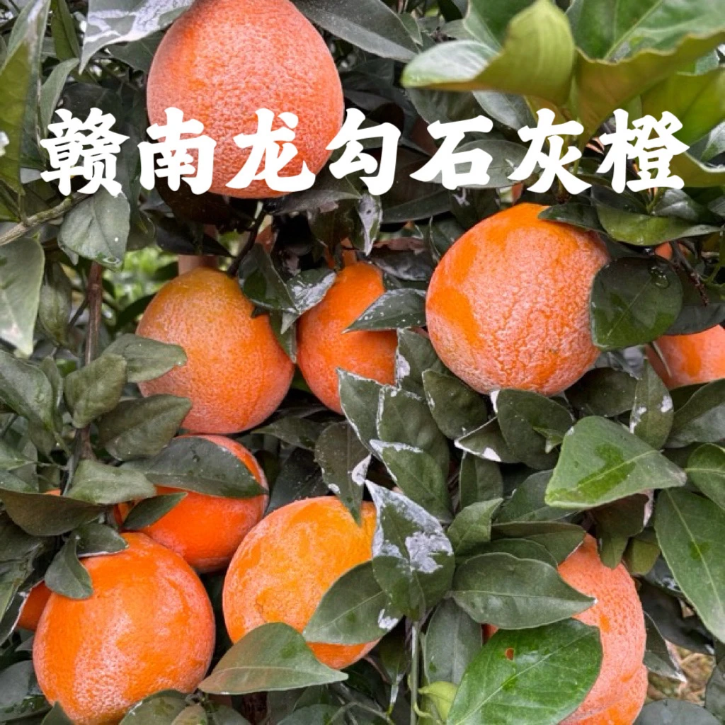 江西赣南脐橙龙勾石灰橙新鲜采摘香甜多汁应季水果产地直发