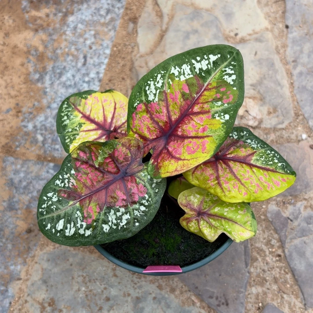 野蜂飞舞泰国彩叶芋200-1008