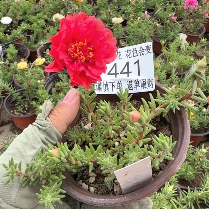 全部花朵441红超小苗盆口10cm