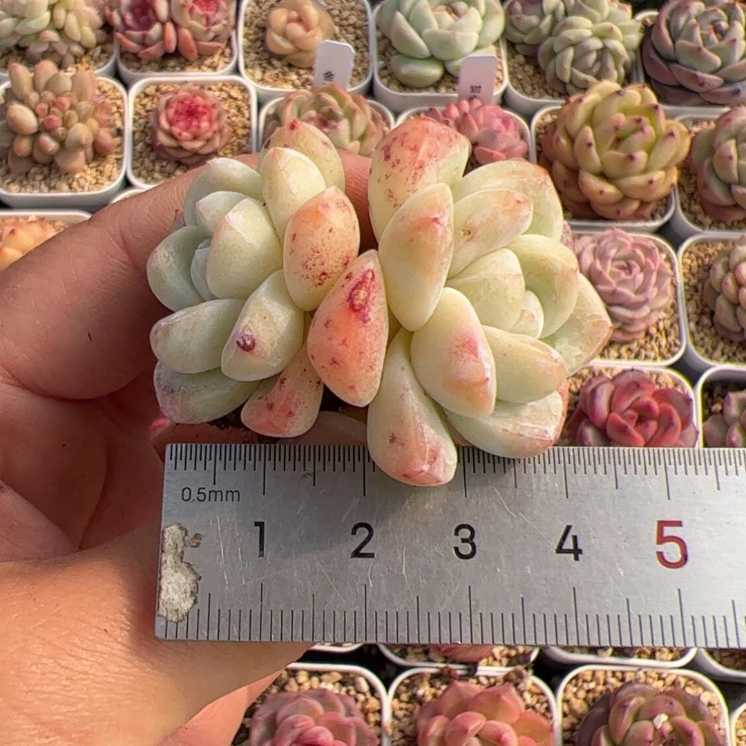 259多肉植物组合盆栽