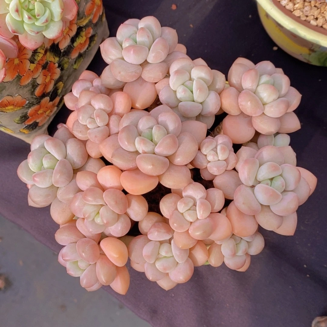 泡泡糖 一物一拍