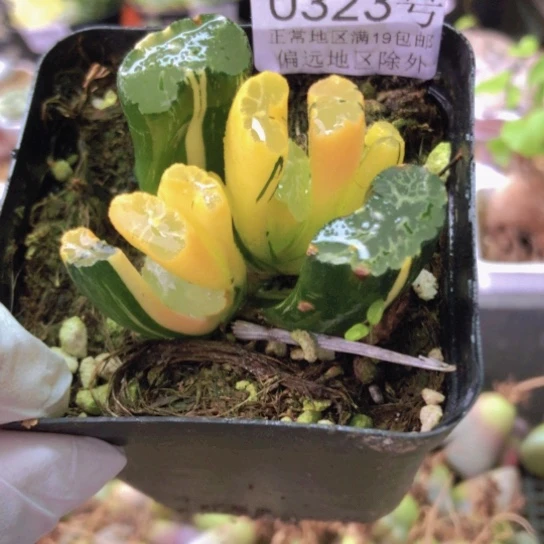 0323，双头北斋玉扇锦如图