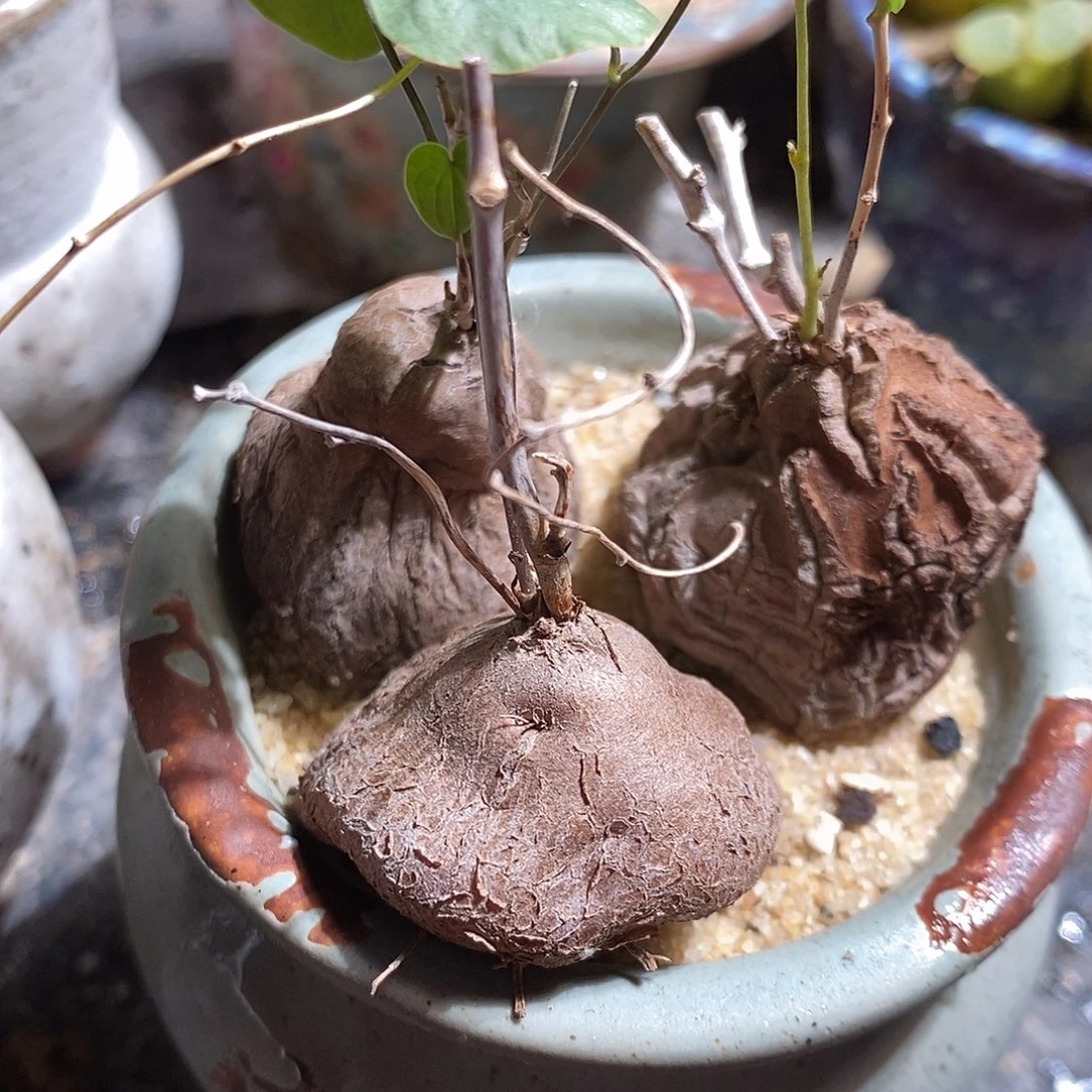 一颗象足龟。