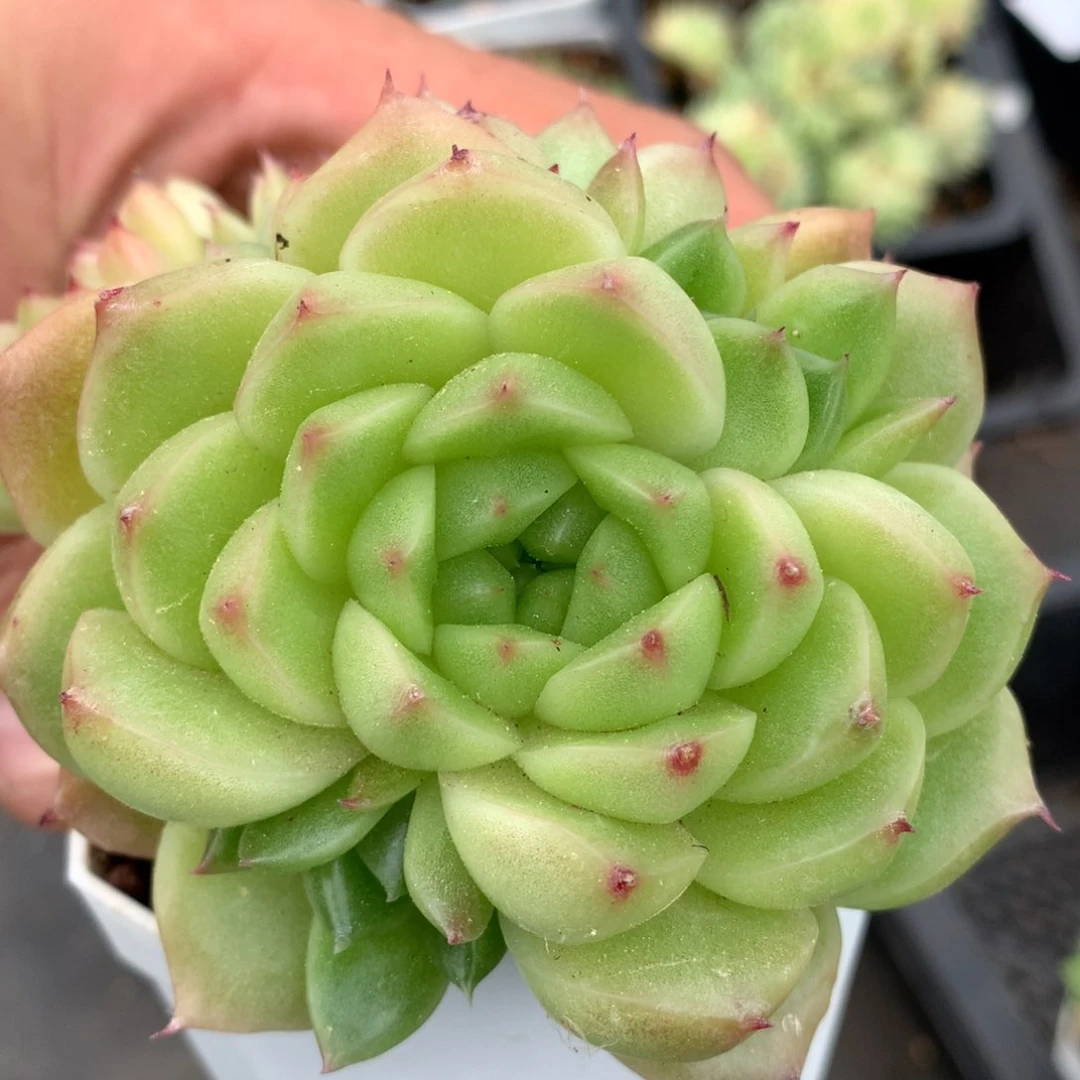 0530-253 玫瑰优选