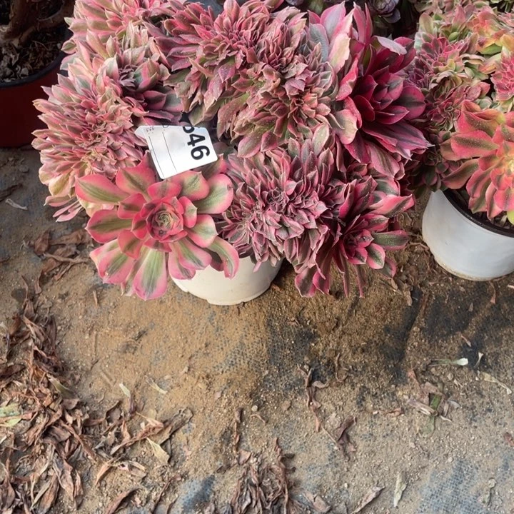 玲***舞多肉粉女巫缀化546