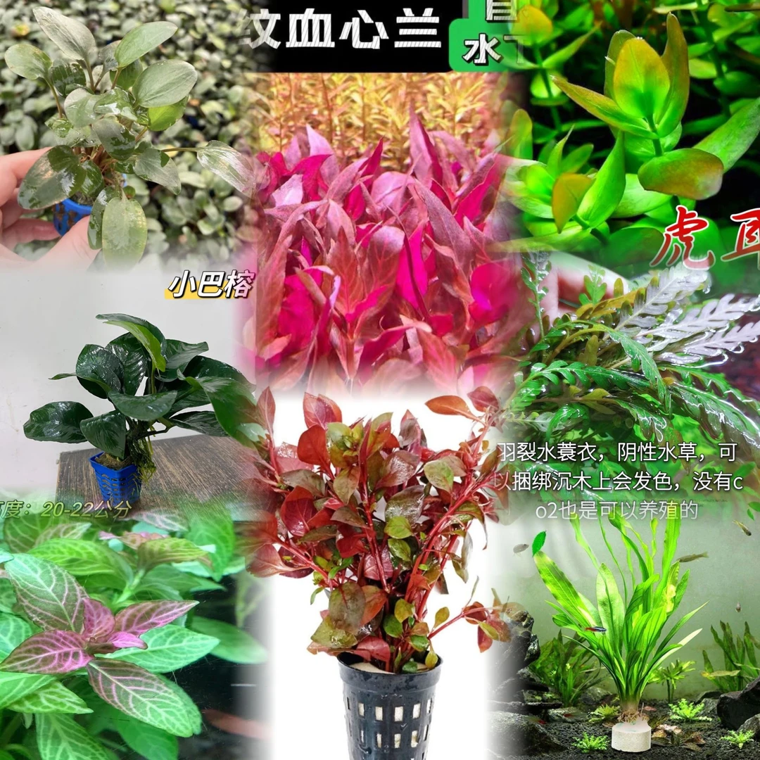 顺丰新疆包邮水草套餐阴性水草好养易活新手推荐懒人水草