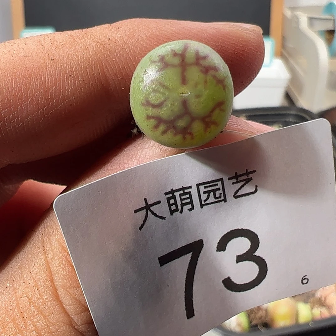 000073 一物一拍……