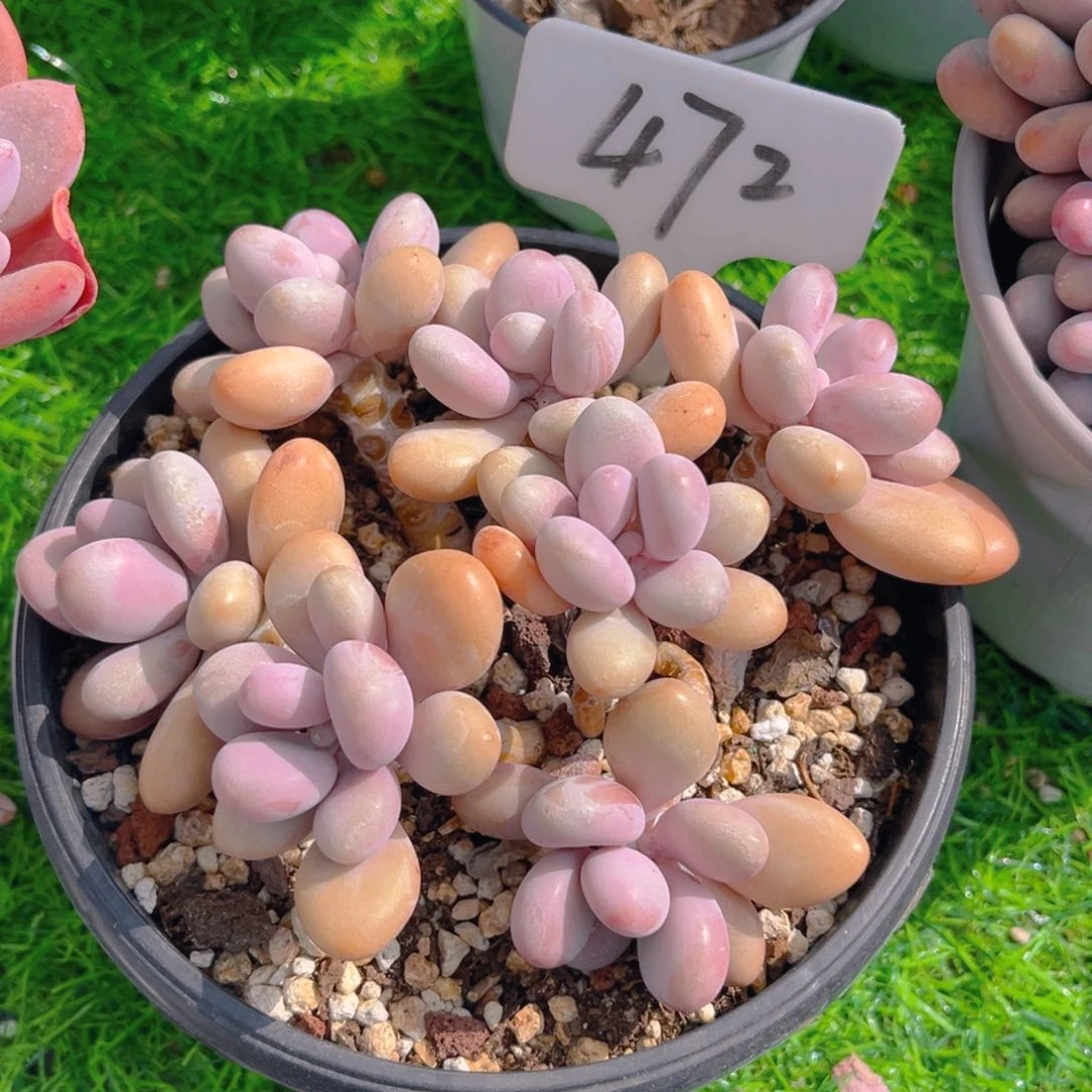 阿**姐472dghhjjjjjjjkj