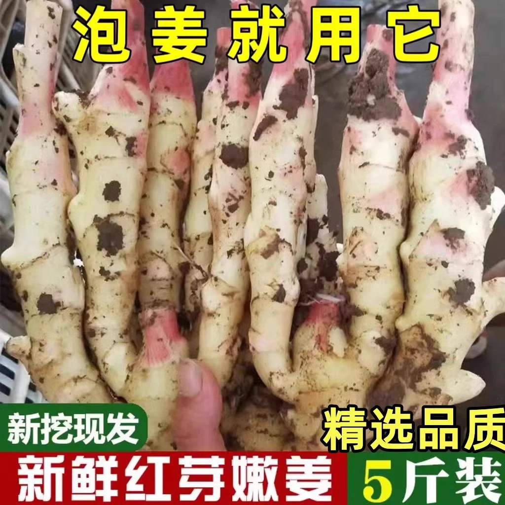 安徽无为特产嫩姜仔姜生姜鲜姜现挖红芽姜新鲜姜芽做泡糖醋姜5斤