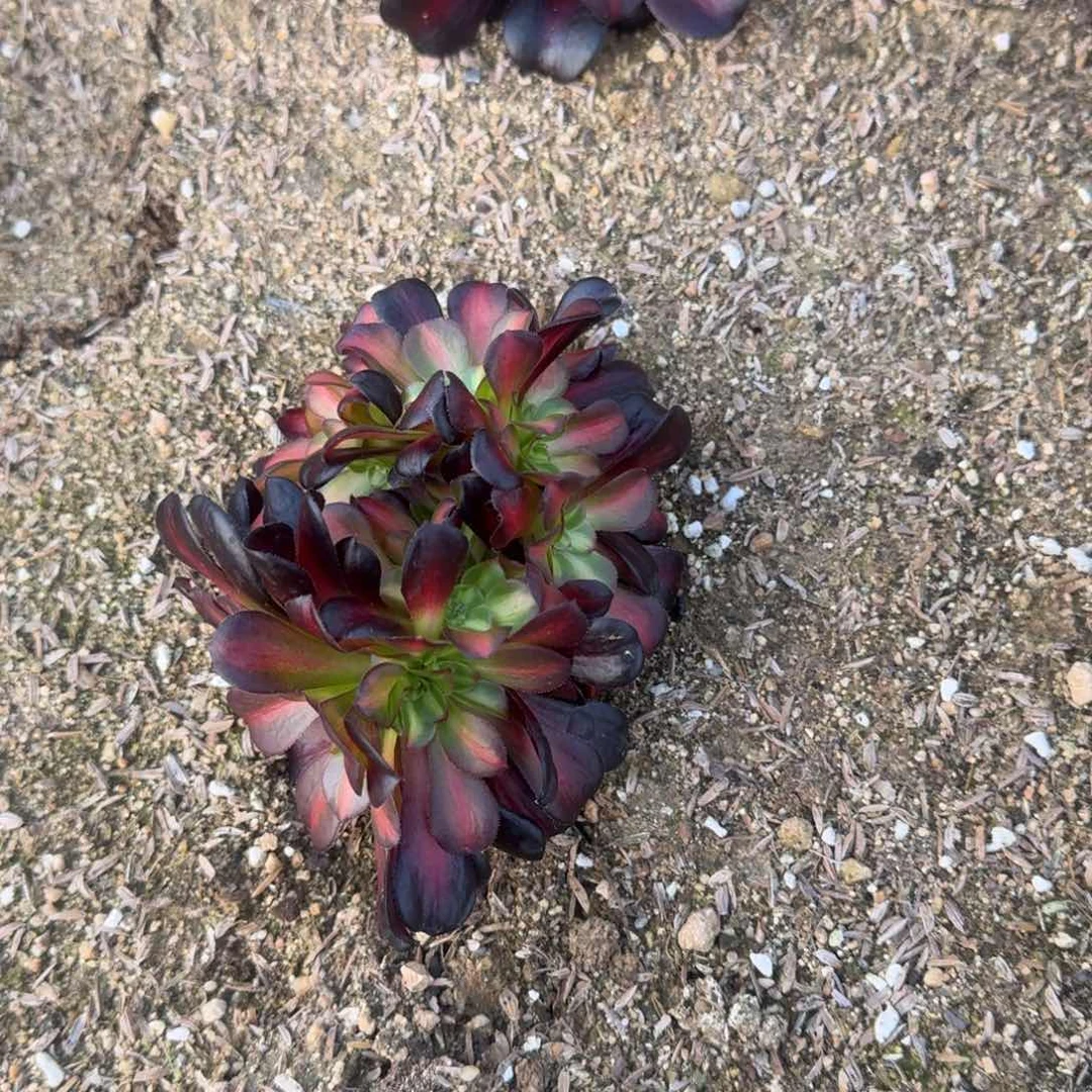 流*星黛露寄养到春