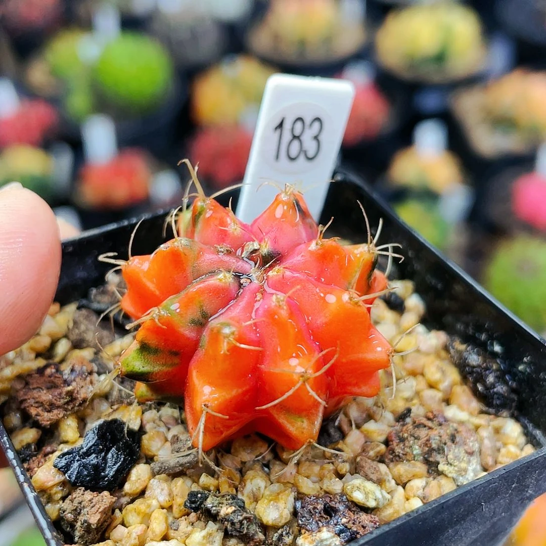 非偏远地区满25裸根发货仙人球