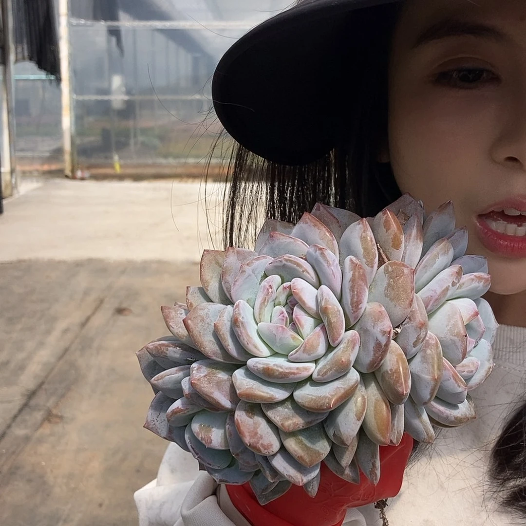 石榴籽星影三头随机脱土