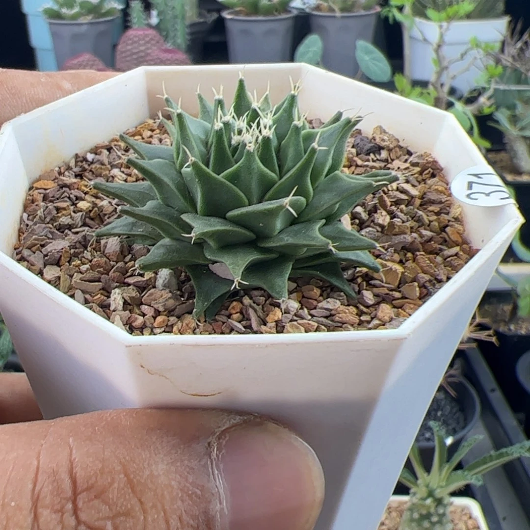 帝冠实生4.3一物一拍默认脱土发