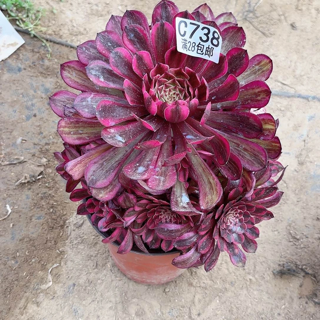 K. 738红超白多肉。1222