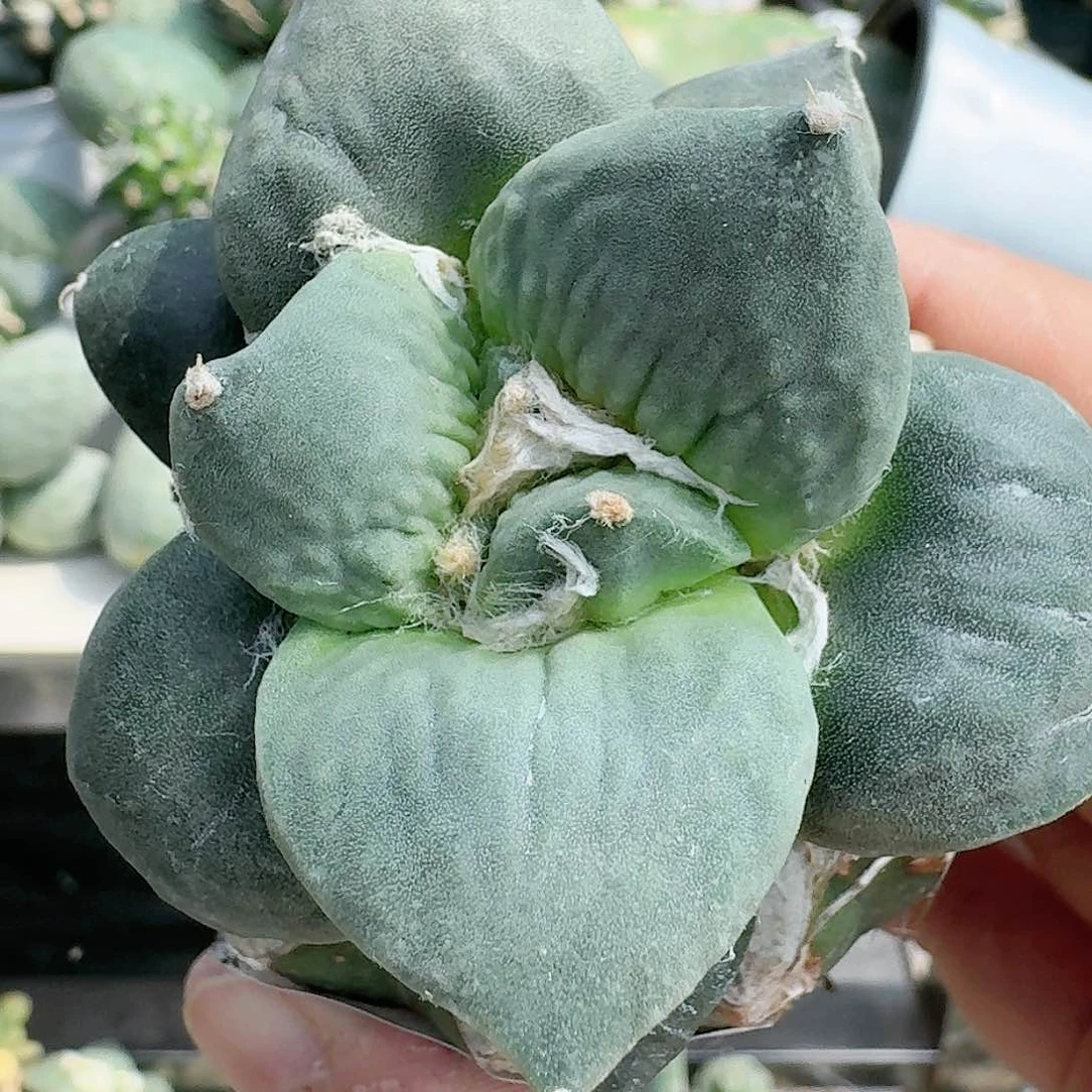 【闪购商品】无花朵冰*牛蛇怒800