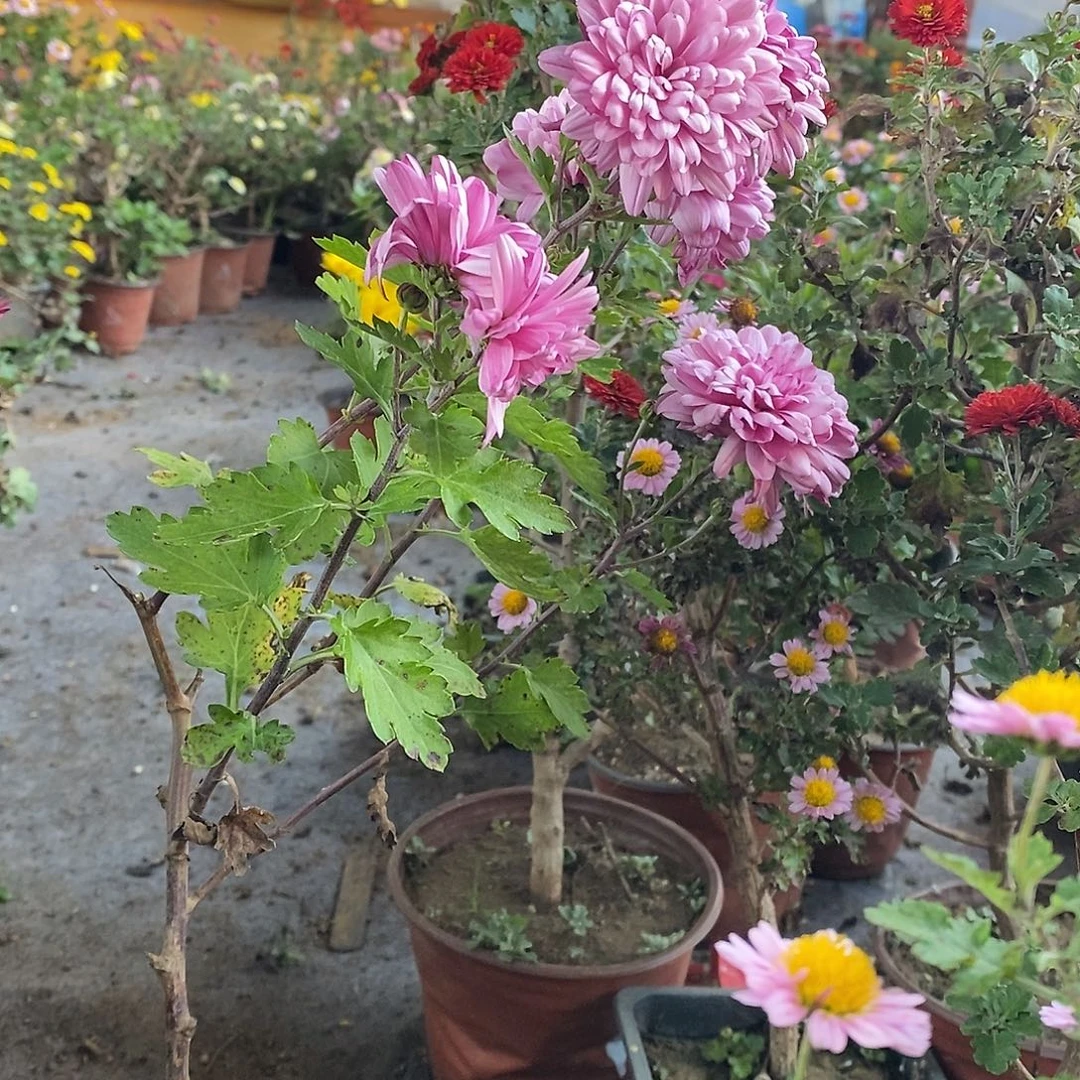 开***心完全开放盆景菊花绿化