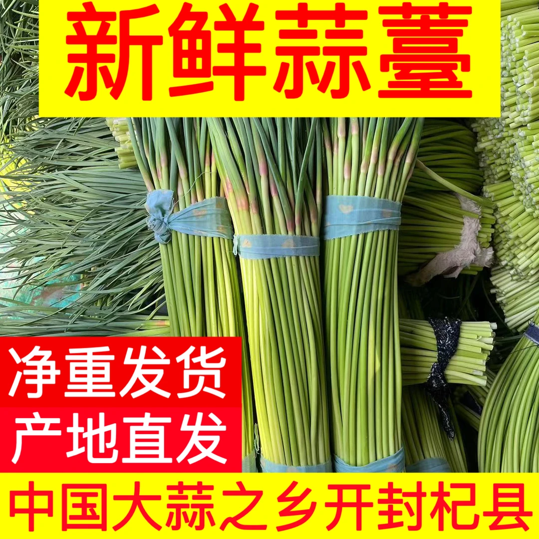 2024年红帽蒜薹产地直发大蒜之乡