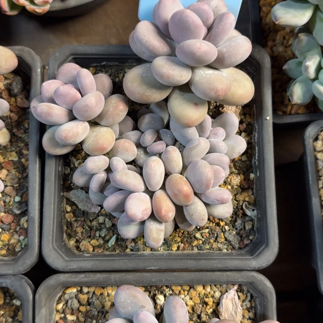 蛋黄奶11111111111111112221