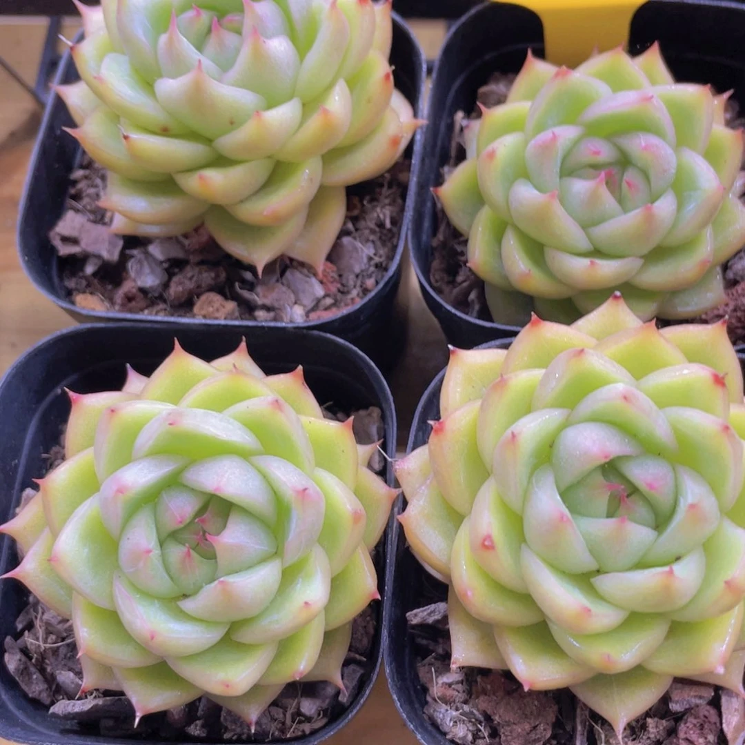 1309号 睫毛清柠珍妮单头一个