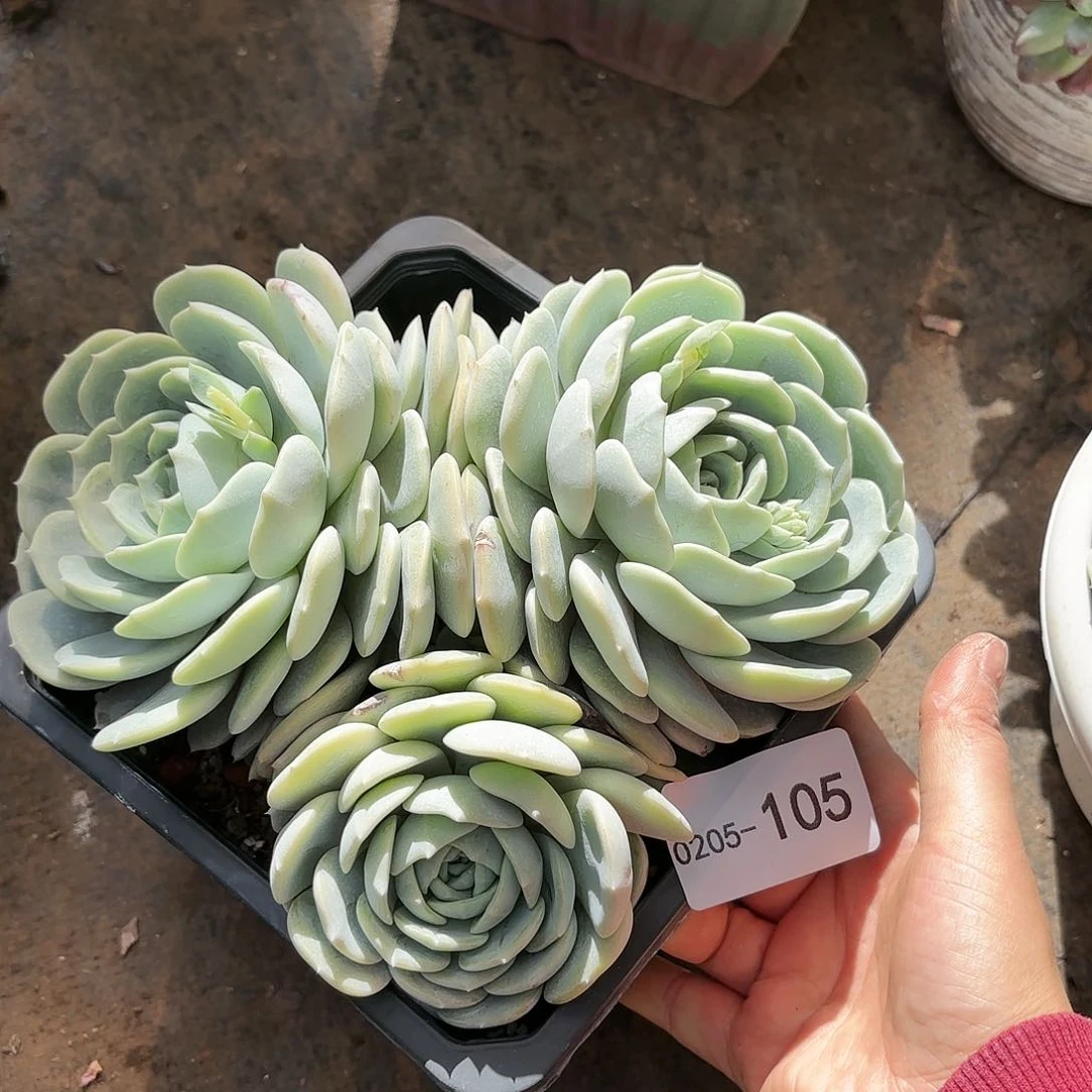 同温层多肉劳林105