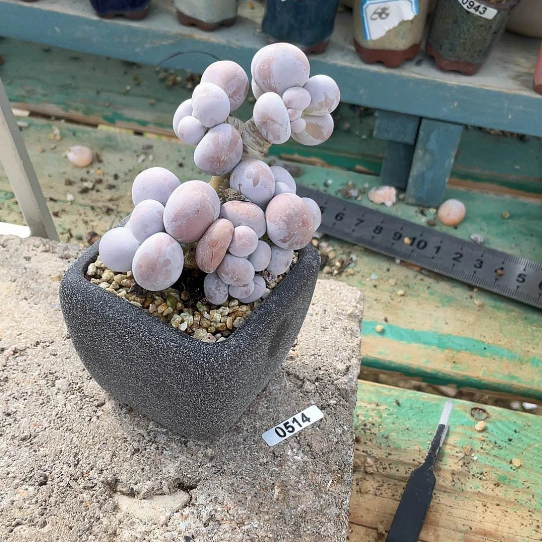 多肉植物的生长发育