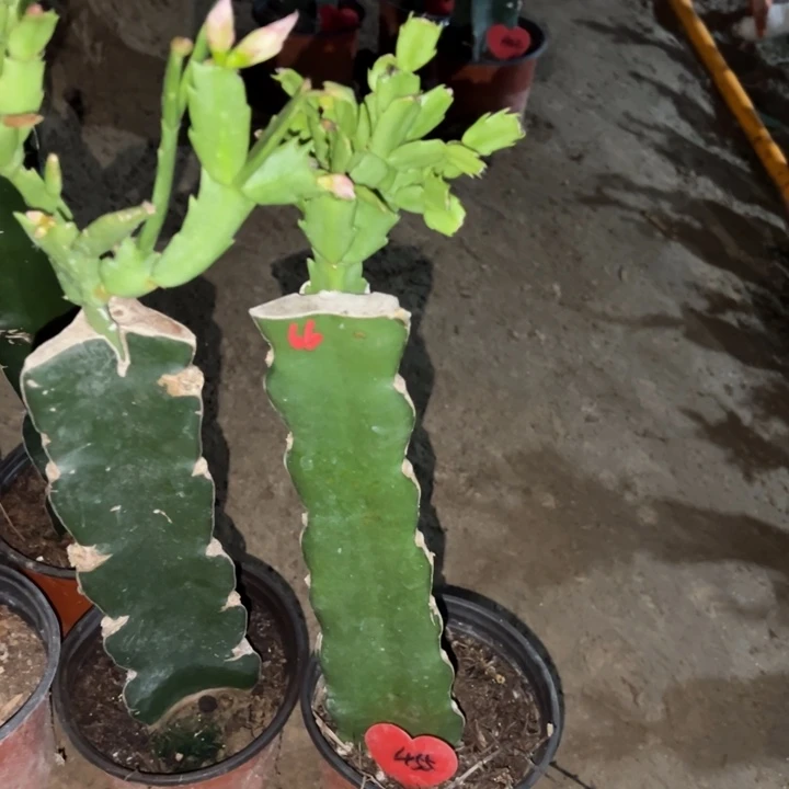 磊***当前无花栽培后可以开花066  455