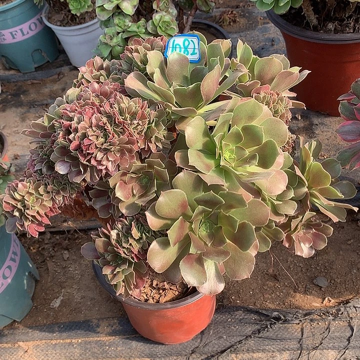 多肉植物玫瑰法师缀化1082