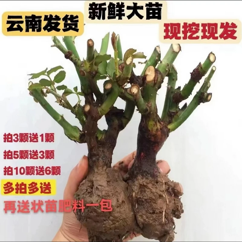 云南昆明基地直发玫瑰花树苗老桩苗玫瑰月季花苗四季开花浓香花卉