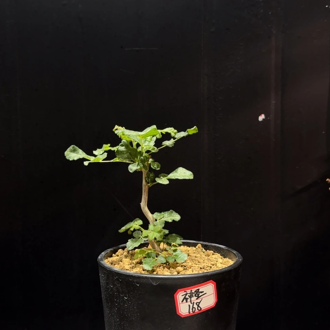 神圣乳香实生带盆土