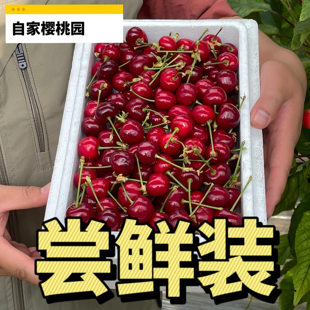 【尝鲜小果】自家樱桃园山西美早樱桃现摘现发2-3斤/XL空运包邮