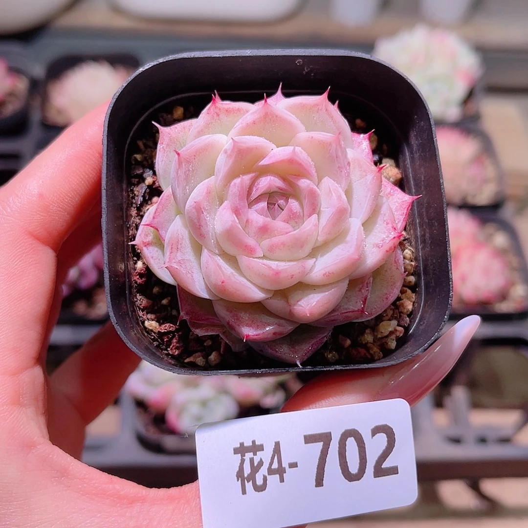 花利美4-702麦秆