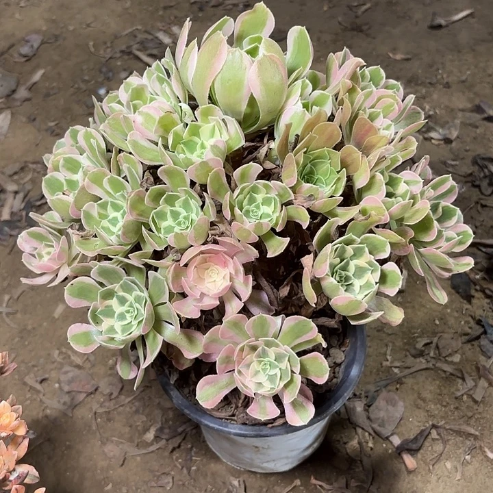 多肉植物粉女郎阴阳40