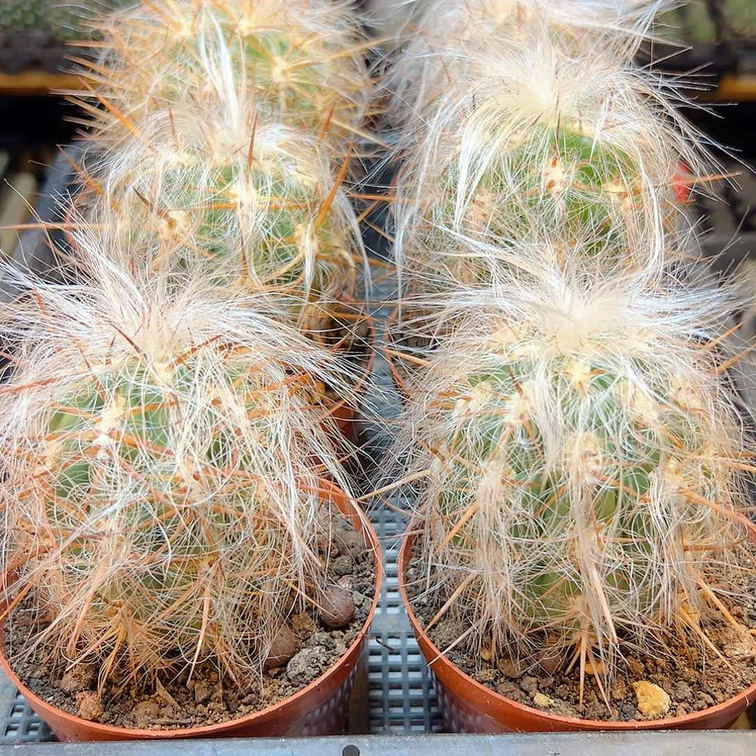 自根恐龙蛋含刺10公分平切