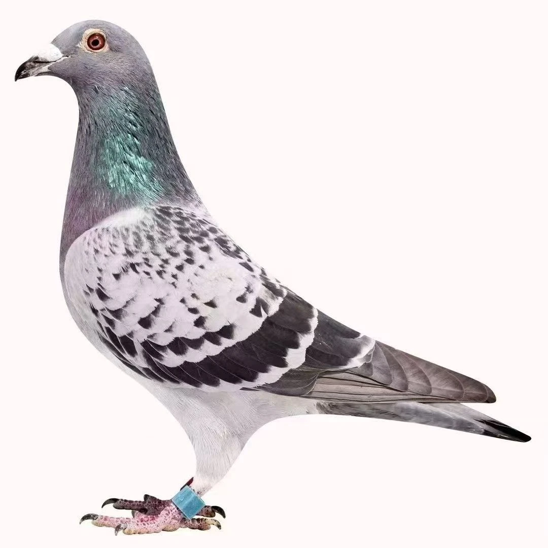 信鸽种鸽天落鸟草窝