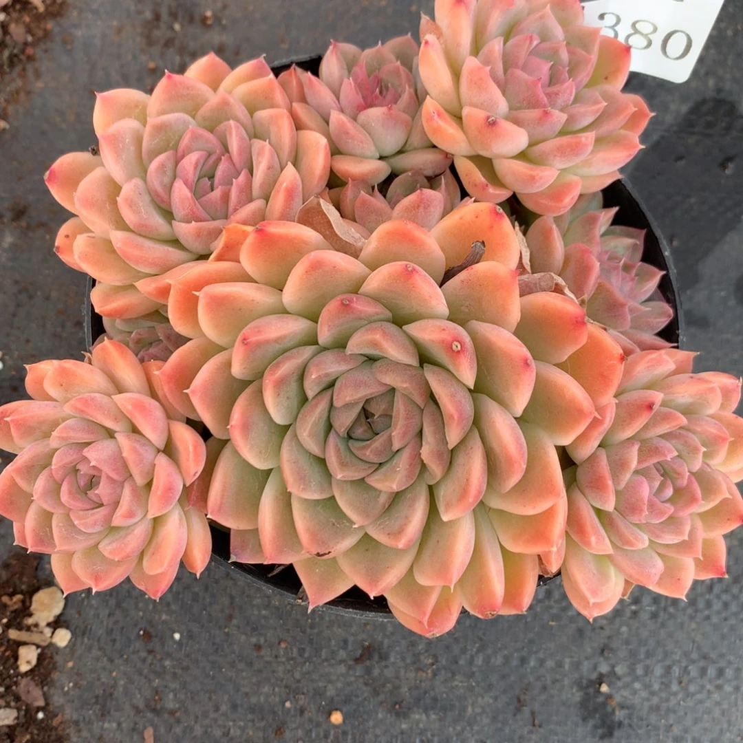 4380杂交多肉老桩