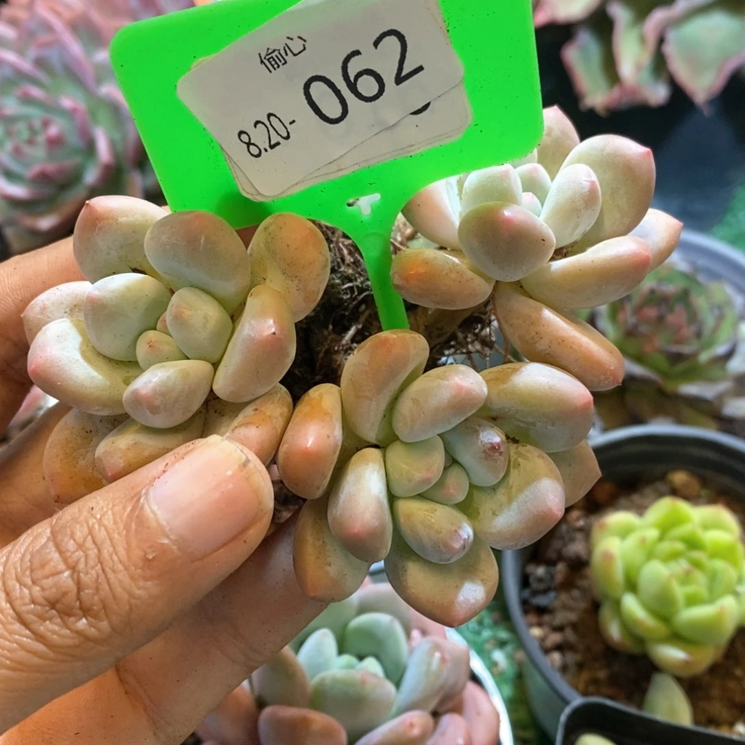 大*王820062多肉香水多头