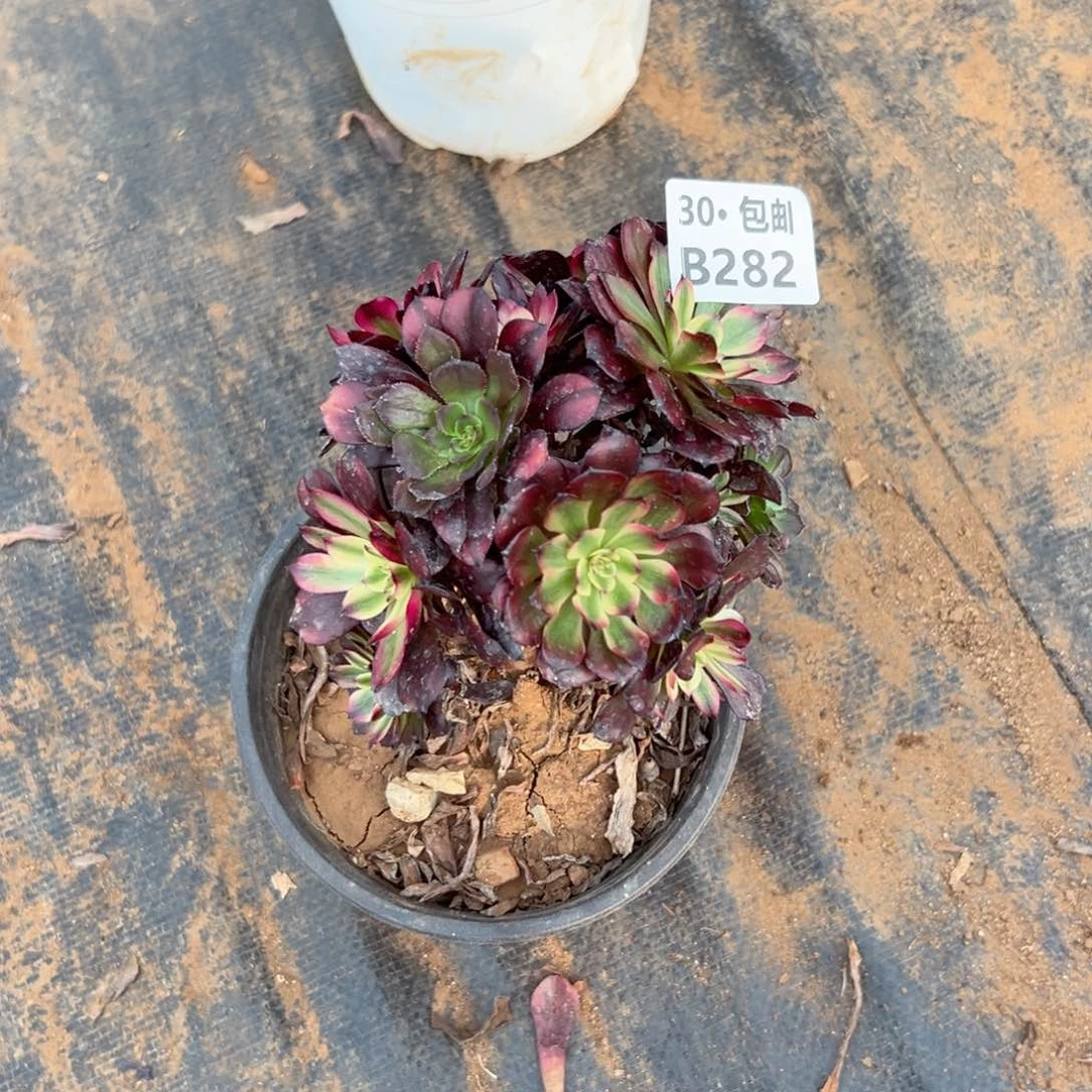 282 多肉法师断枝不包