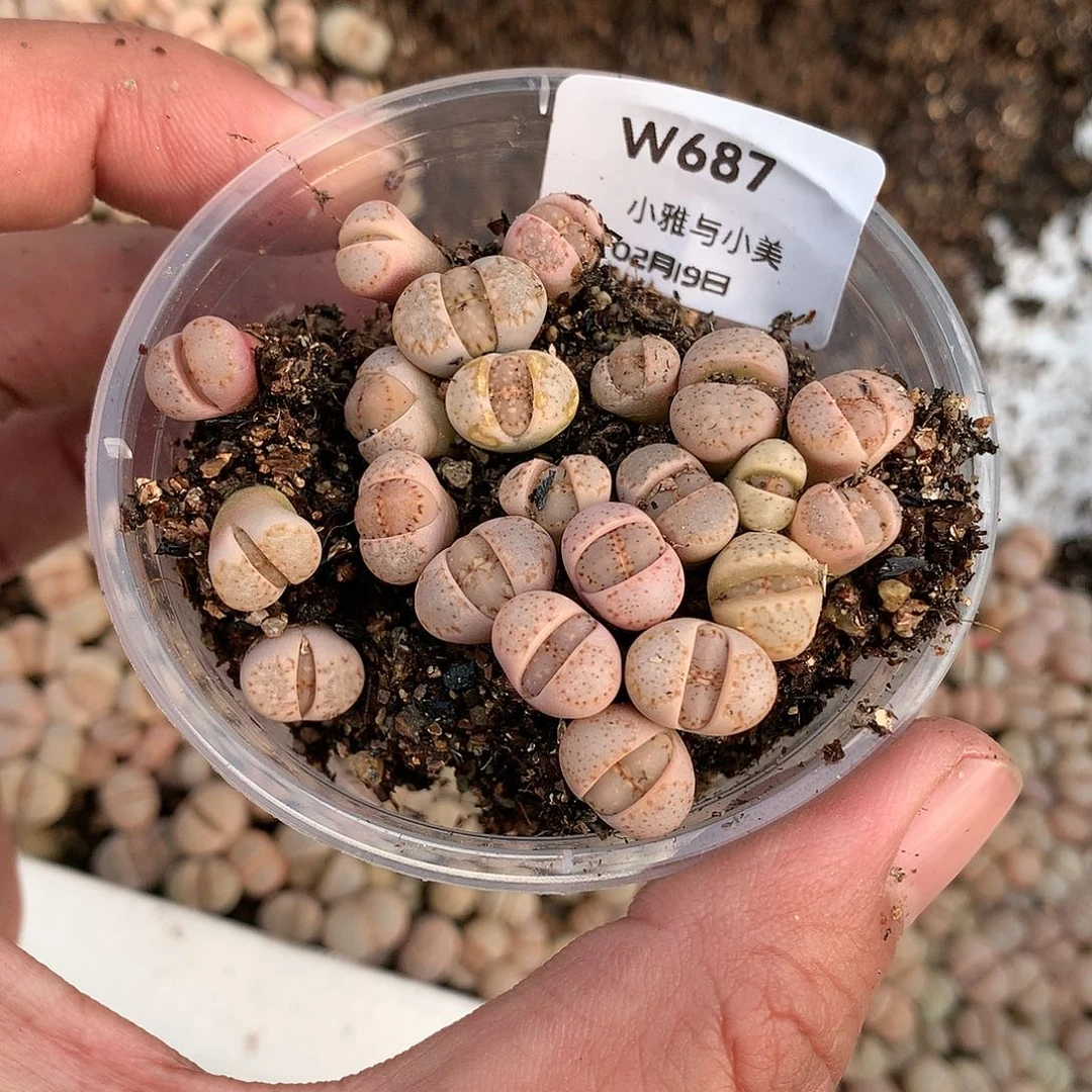 W687多肉植物保护研究所